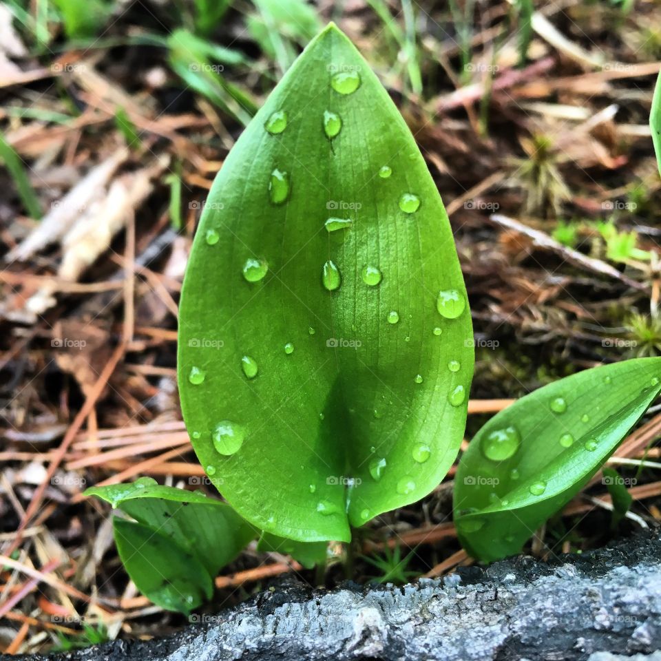 Dewy sprouts