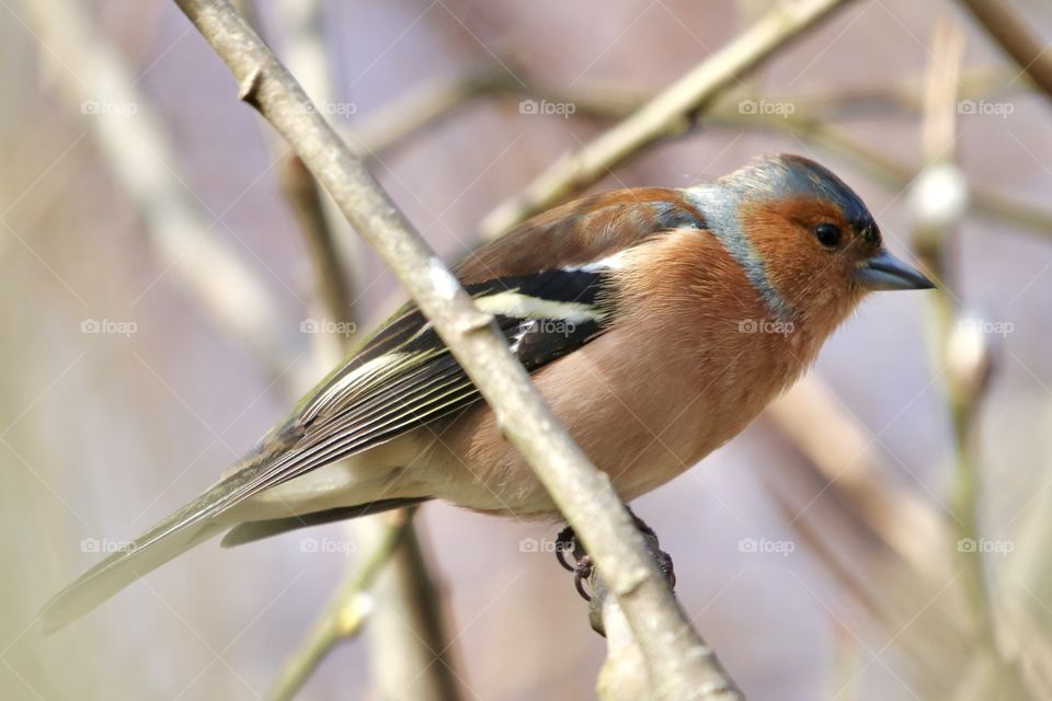 Chaffinch 