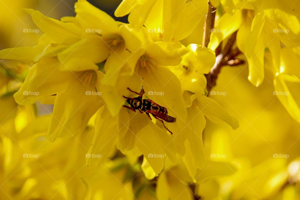 Wasp at the yellow flower