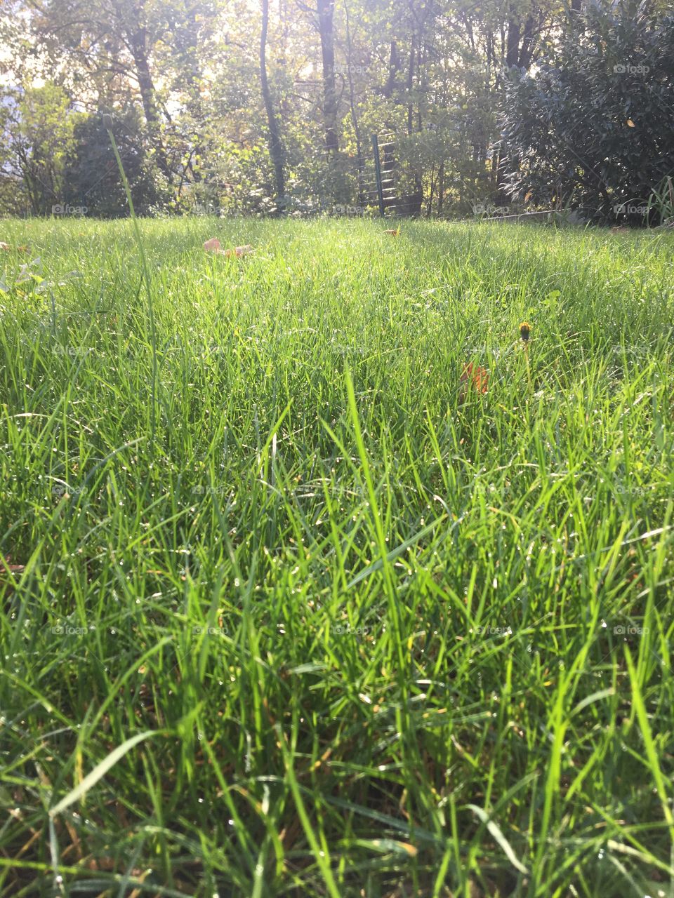 Grass in autumn 
