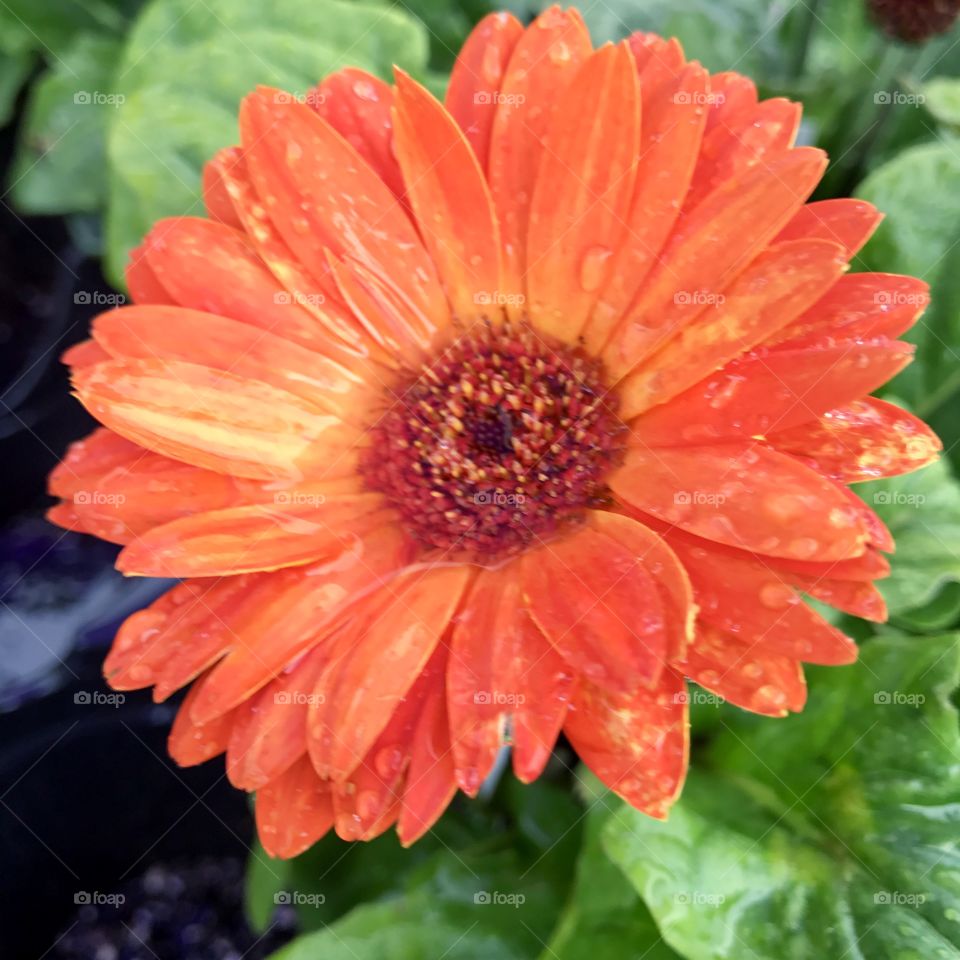 Wet Orange Flower