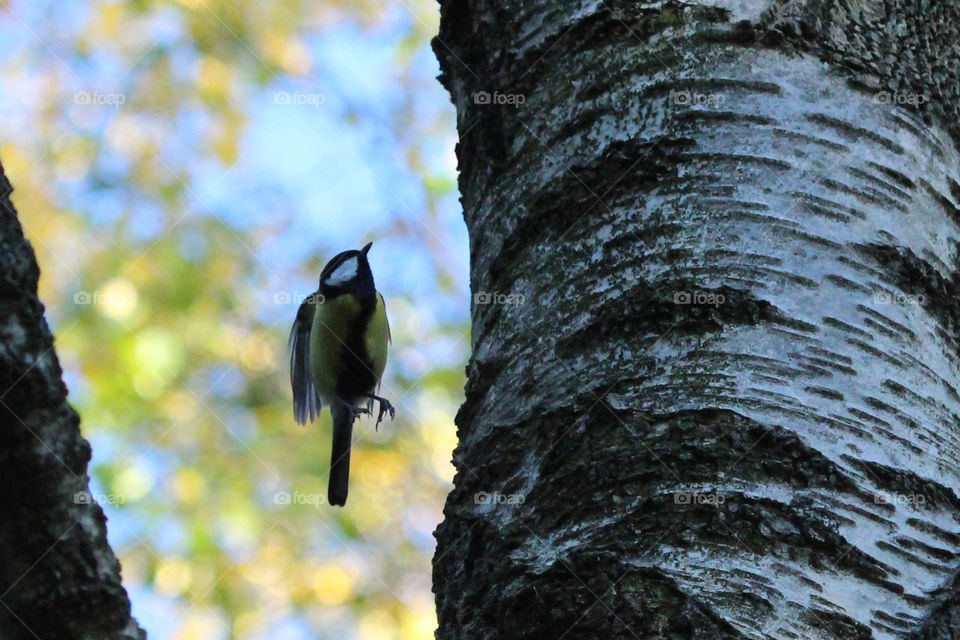 Bird - Great tit in the air - talgoxe 