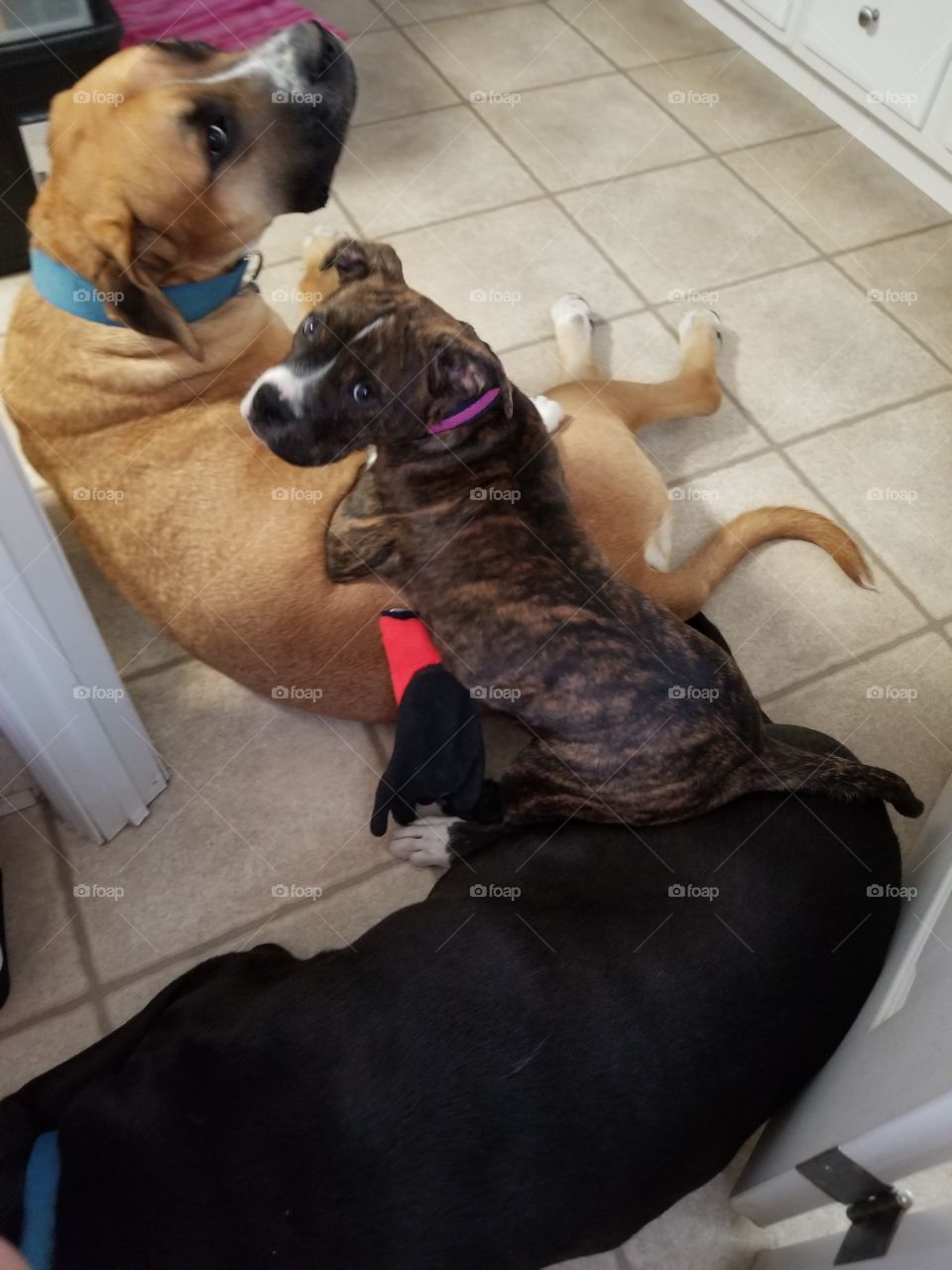 Brindle boxer gets a REALLY soft bed on a Great Dane and Back Lab.