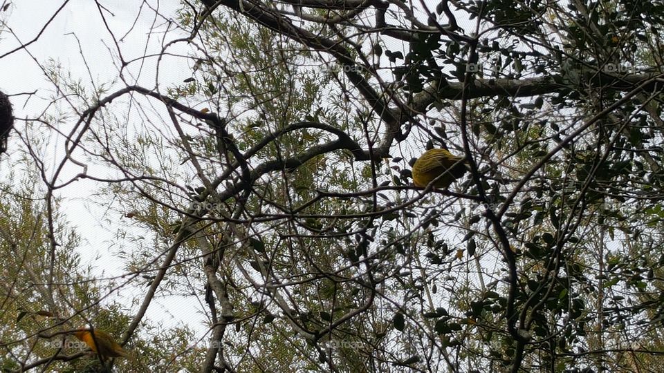 A bright yellow bird found his resting place high in the branches at Animal Kingdom at the Walt Disney World Resort in Orlando, Florida.