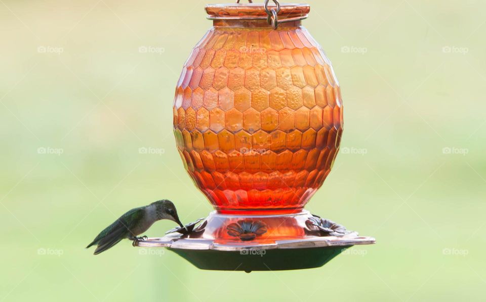 hummingbird getting an afternoon snack