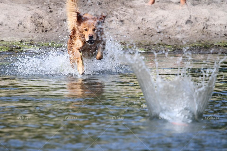 Dog ruining in sea