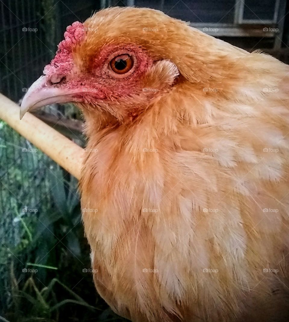 Pearl the chicken 🐔