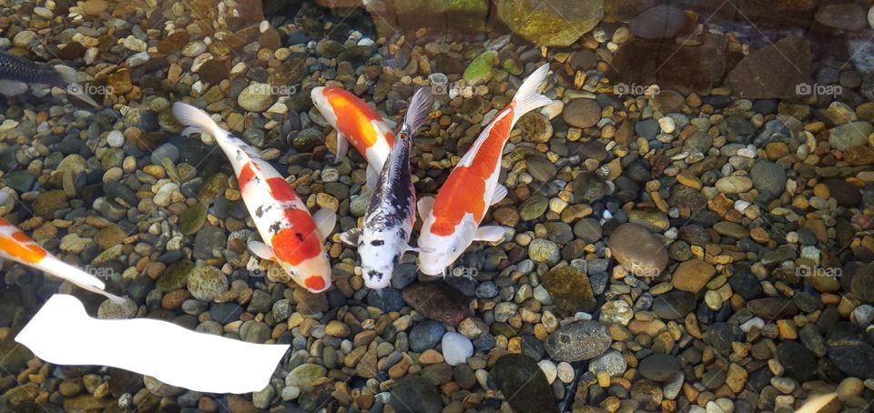 Japanese Koi