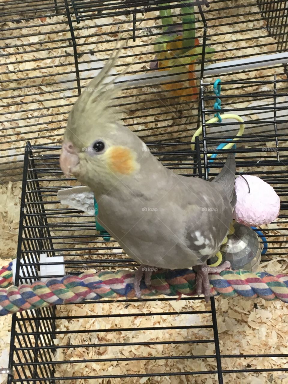 Cockatiel at the pet store 