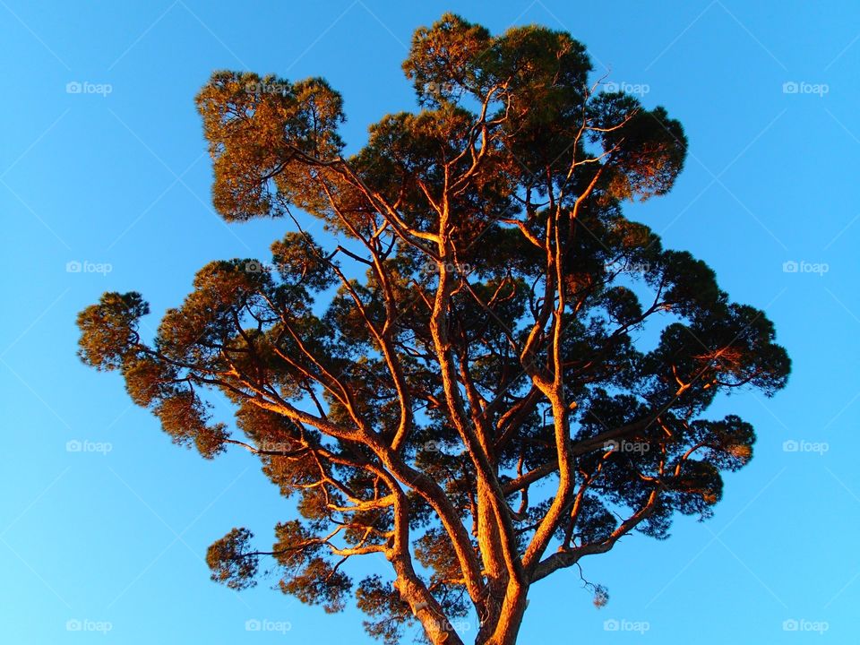 Tree, No Person, Nature, Sky, Outdoors