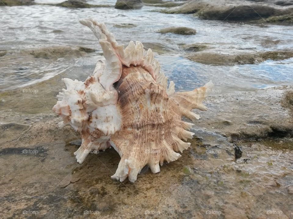 Conch shell at beach