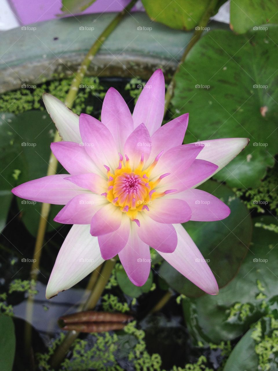 pink lotus
