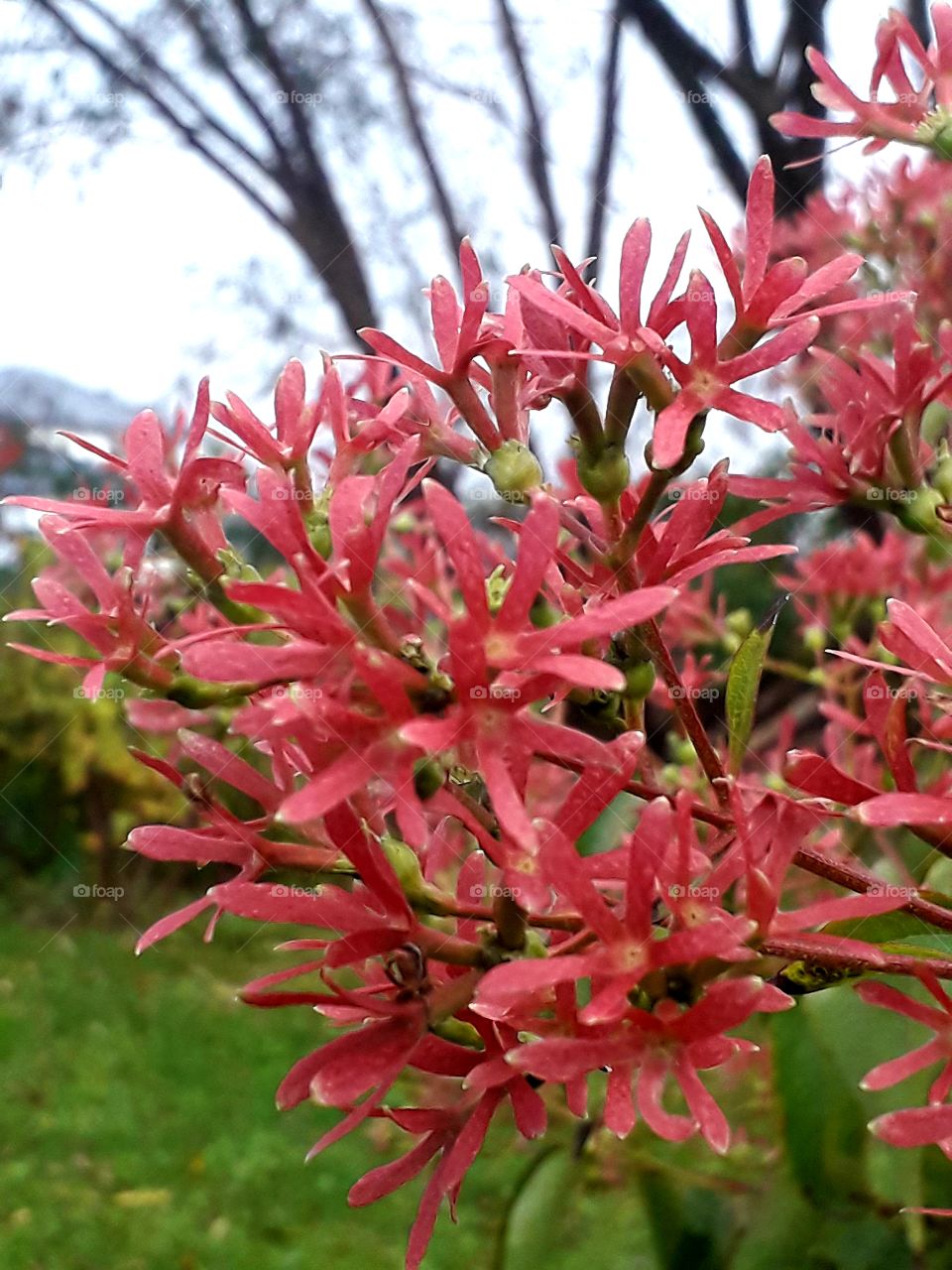 after white flowers red stipules  and green  seeds