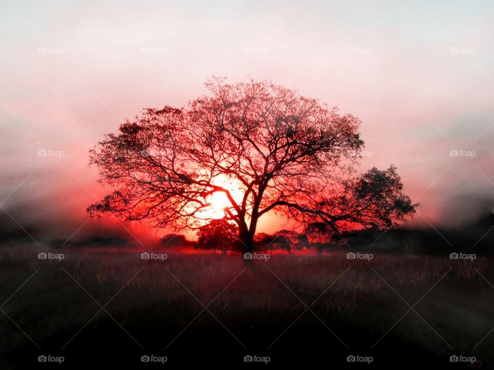 tree sunset