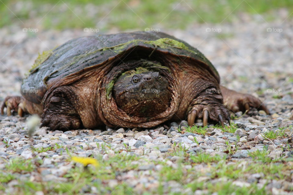 Our snapping turtle has emerged,  apeing has finally arrived in Michigan