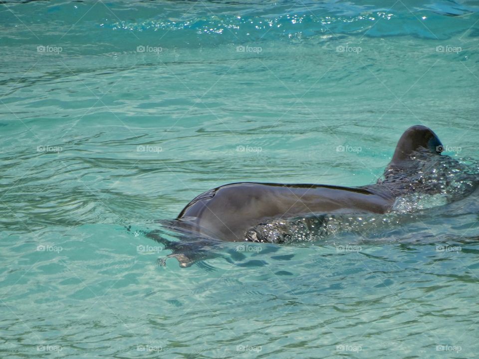 Bottlenose Dolphin
