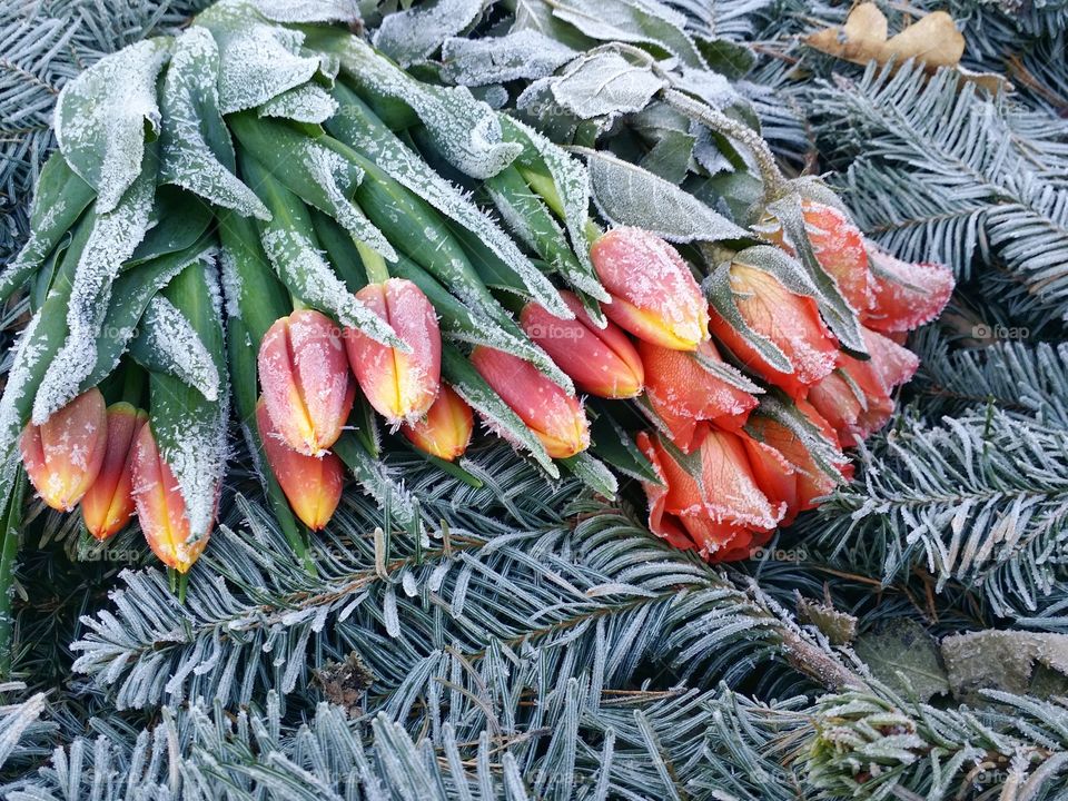 Close-up of frozen tulips