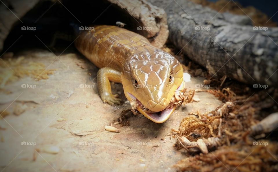 Skink Dinner