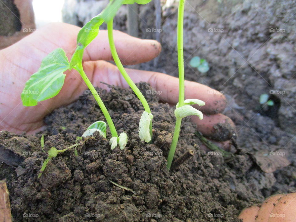 Close-up of hand planting