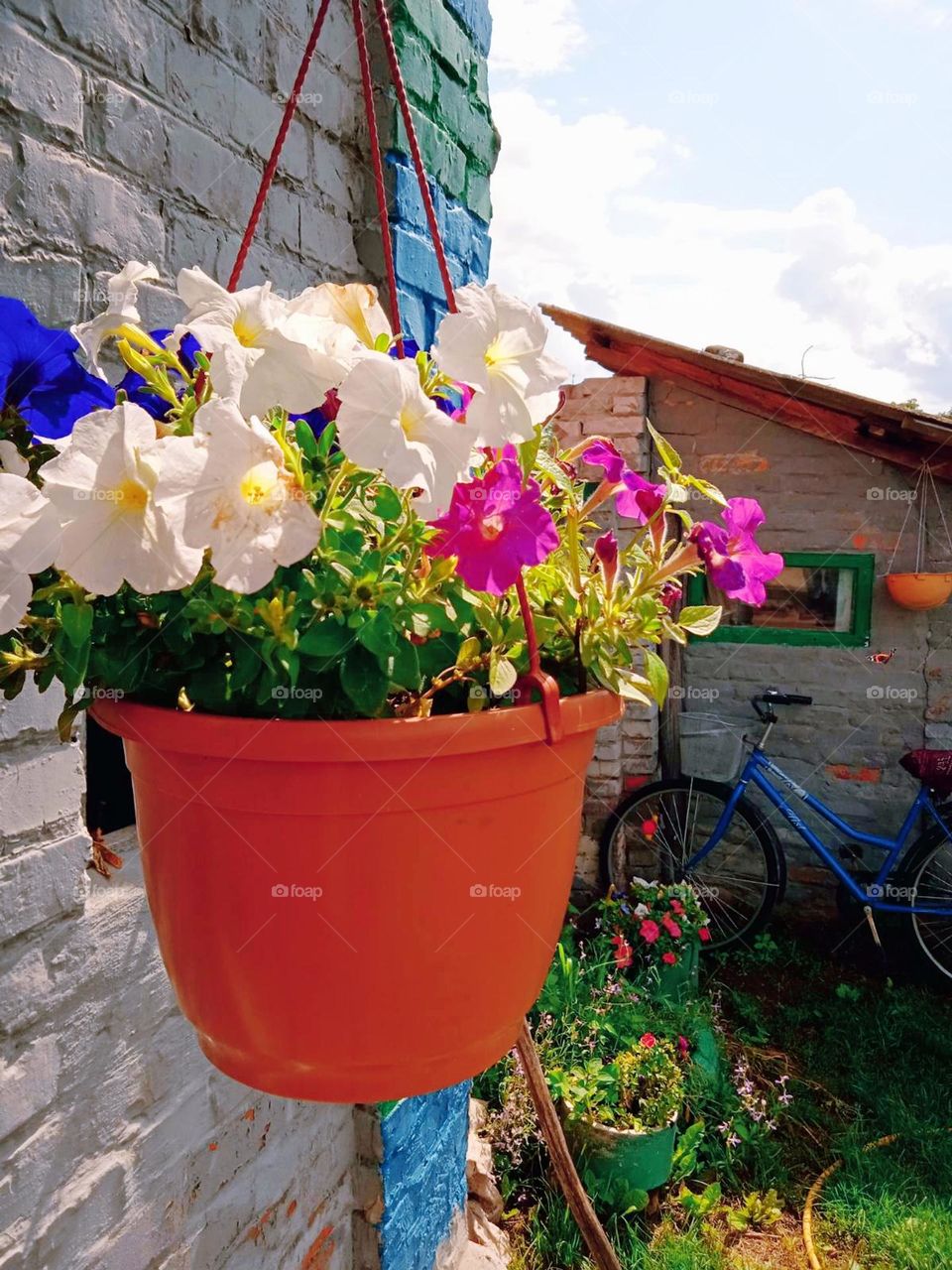 Plant plants to celebrate