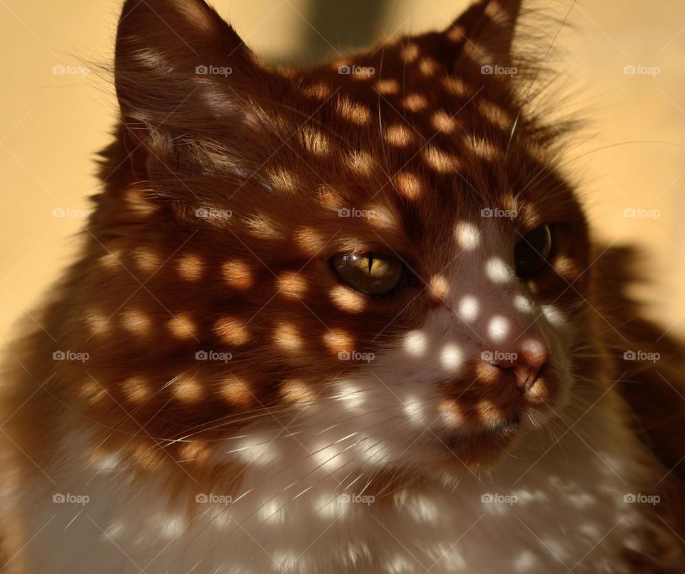 beautiful portrait cat in sunlight and shadows