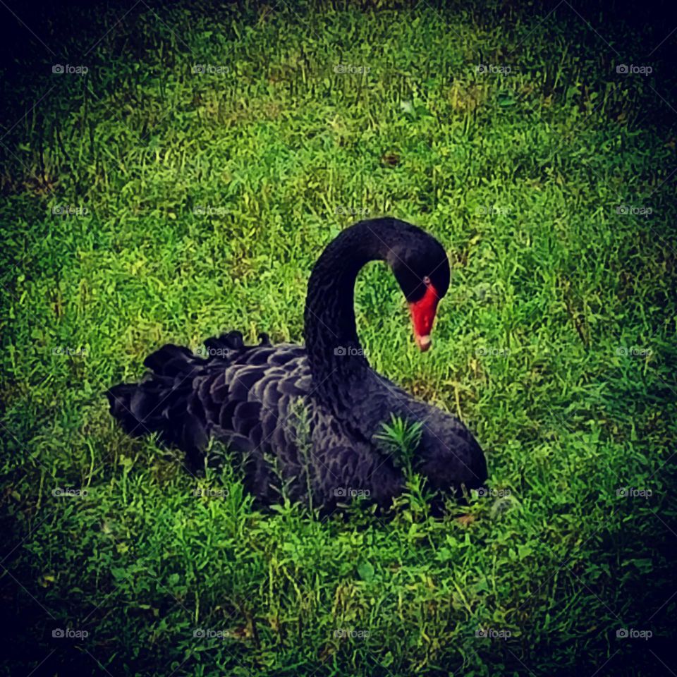 Beautiful Black Swan ❤