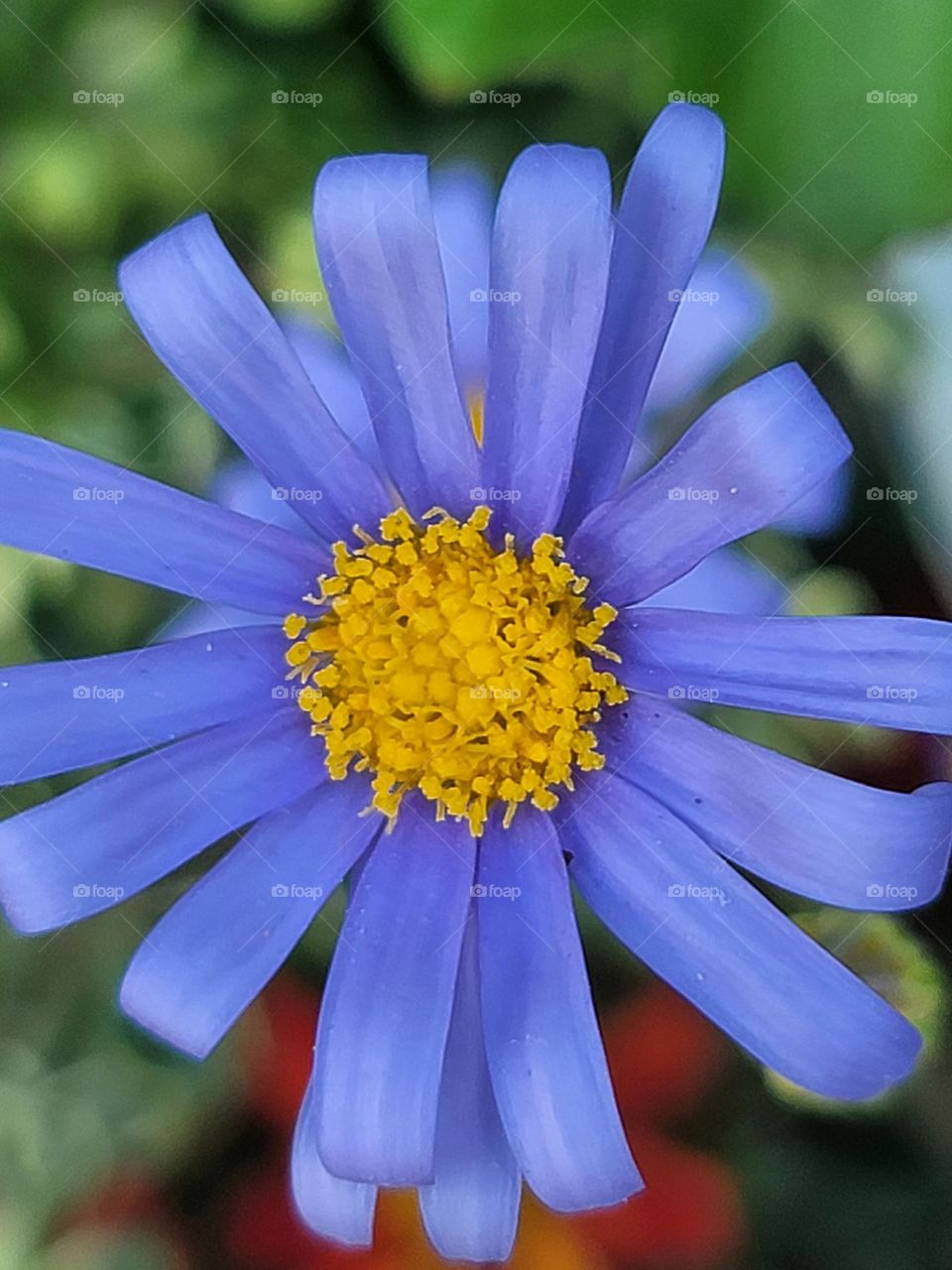 In spring, a kaleidoscope of colors comes alive. A profusion of flowers in every shade—crimson tulips, lavender hyacinths, and snow-white magnolias—transform the landscape into a breathtakingly vivid masterpiece.