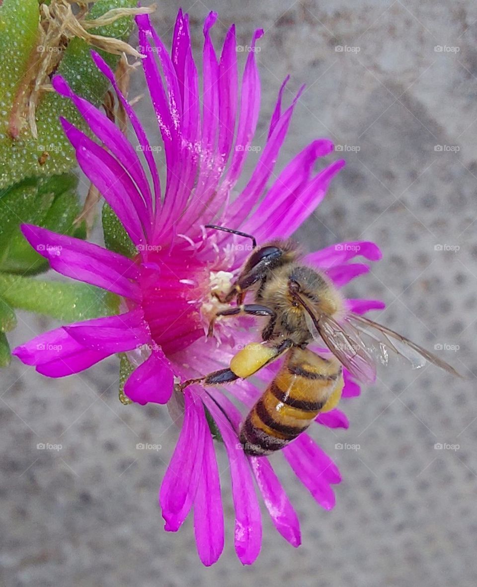 Honey bee in action