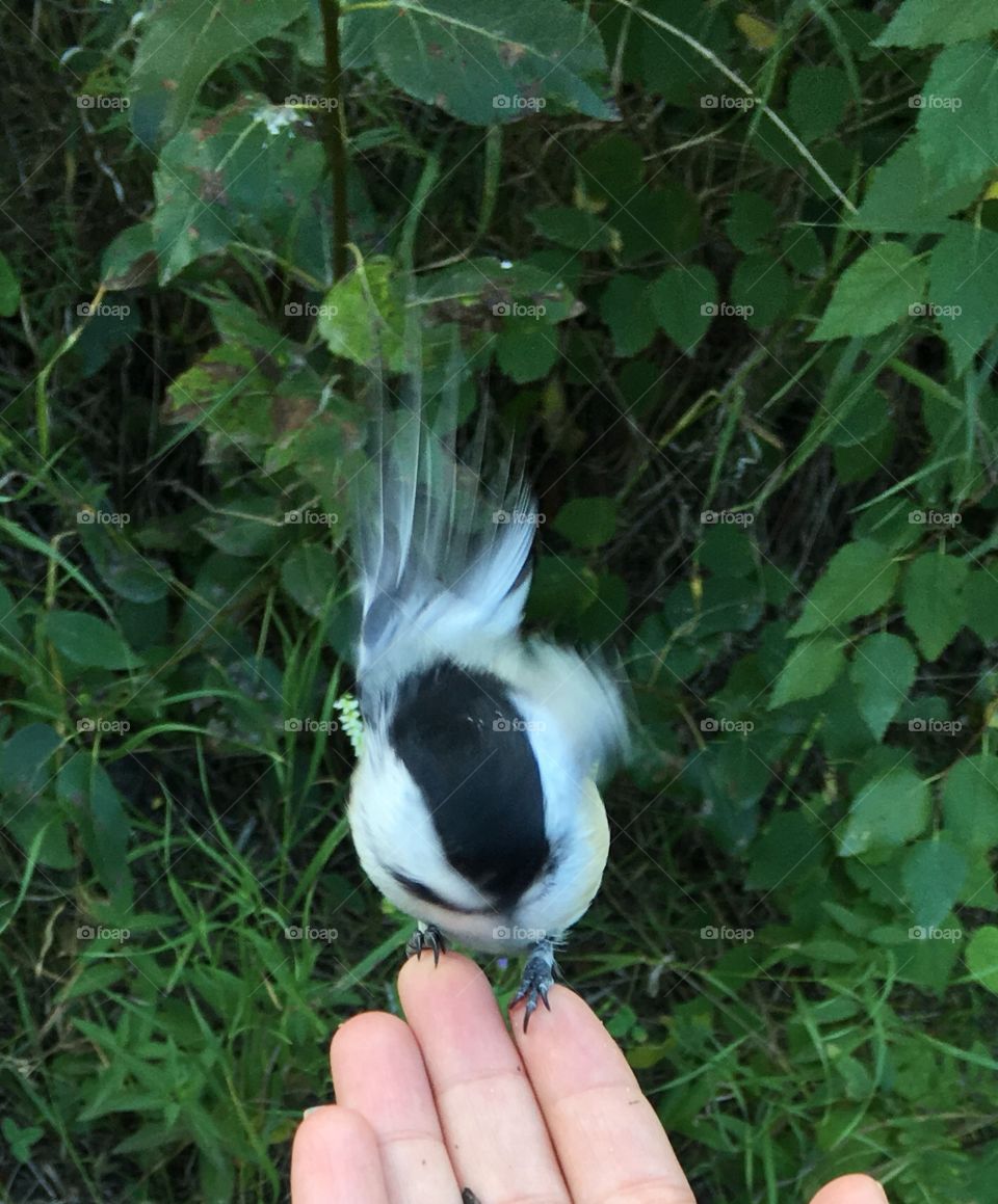 Chickadee 