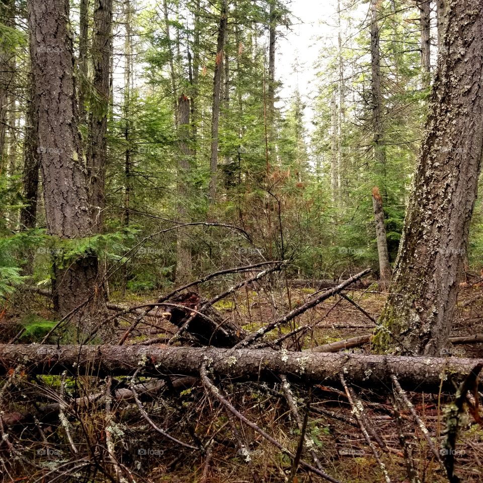 a log and trees  in the woods on a spring day
