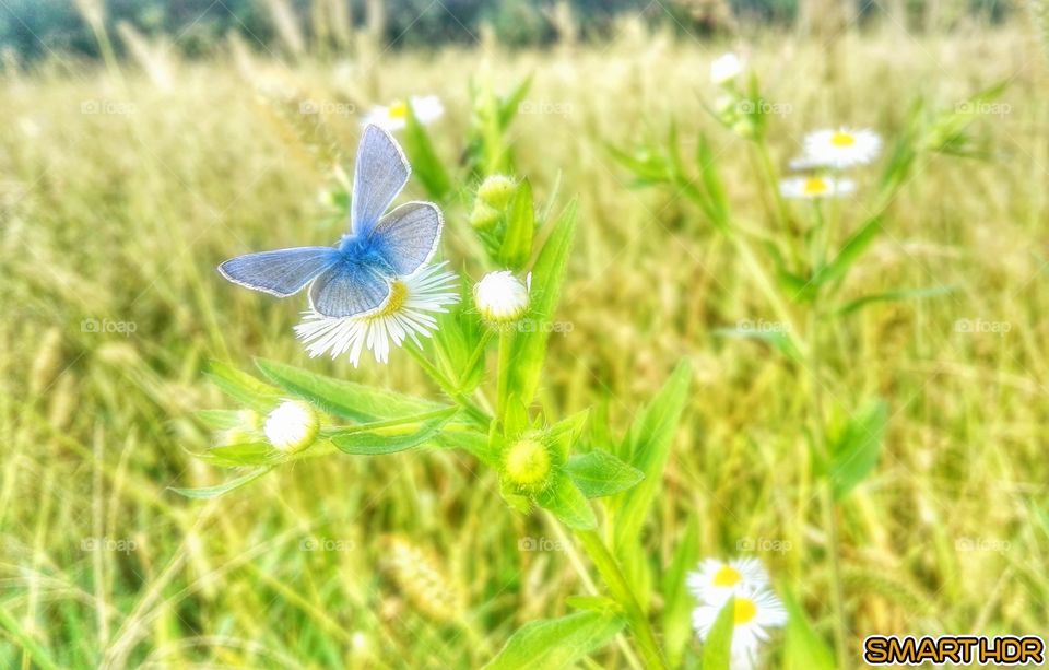 Violet Butterfly