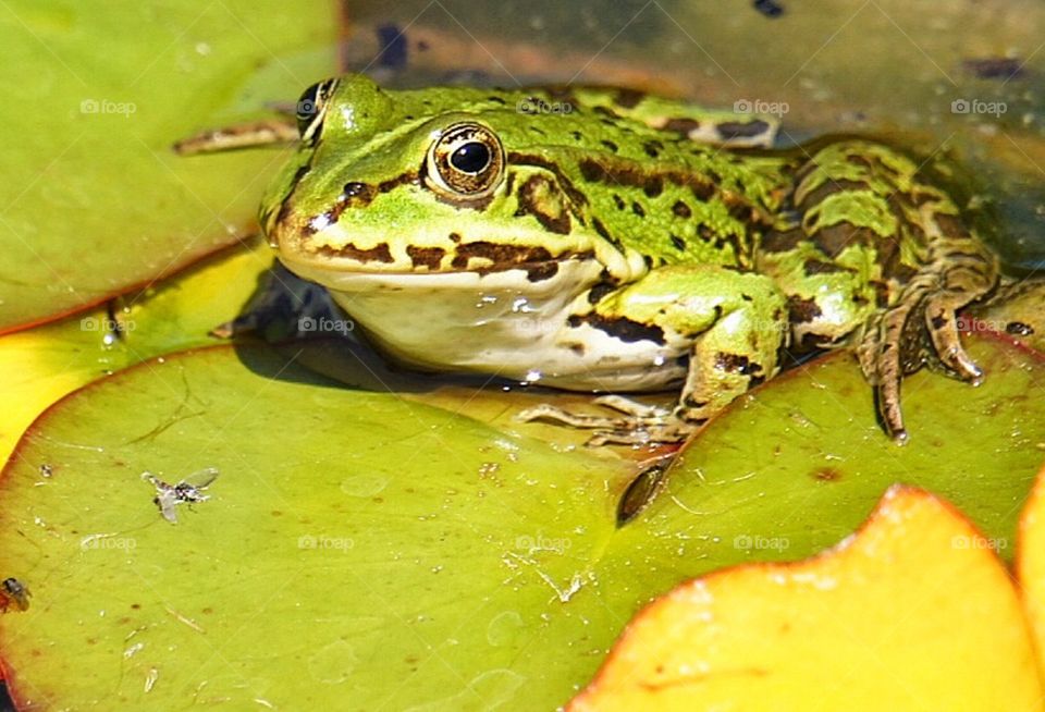 Frog on waterlilly