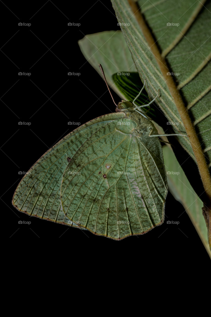 Gonepteryx rhamni is a butterfly of the family Pieridae. It lives throughout the Palearctic zone, commonly found across Europe, Asia and North Africa. Across much of its range, it is the only species of its genus and locally known as the Brimstone.