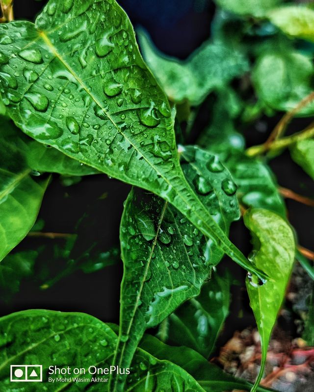 🖤📸#Photography #morningvibes #raindrops #nature#beauty#The#perfect#beauty#of#the#pattern#that#each#raindrop#makes#as#it#joins#its#puddle#📸🖤