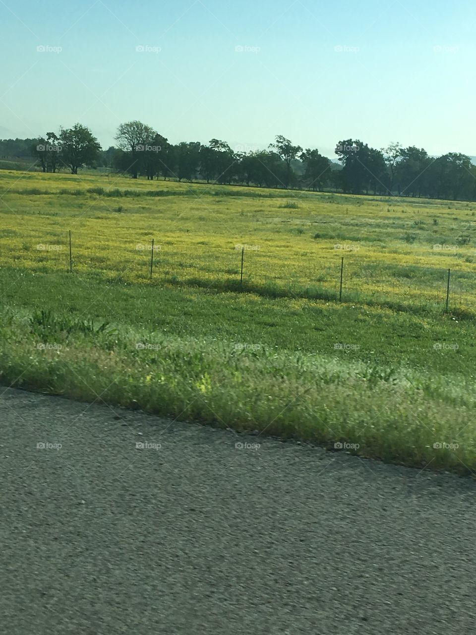 Golden field full of yellow flowers sunny blue sky shows it off.trees in the back ground.