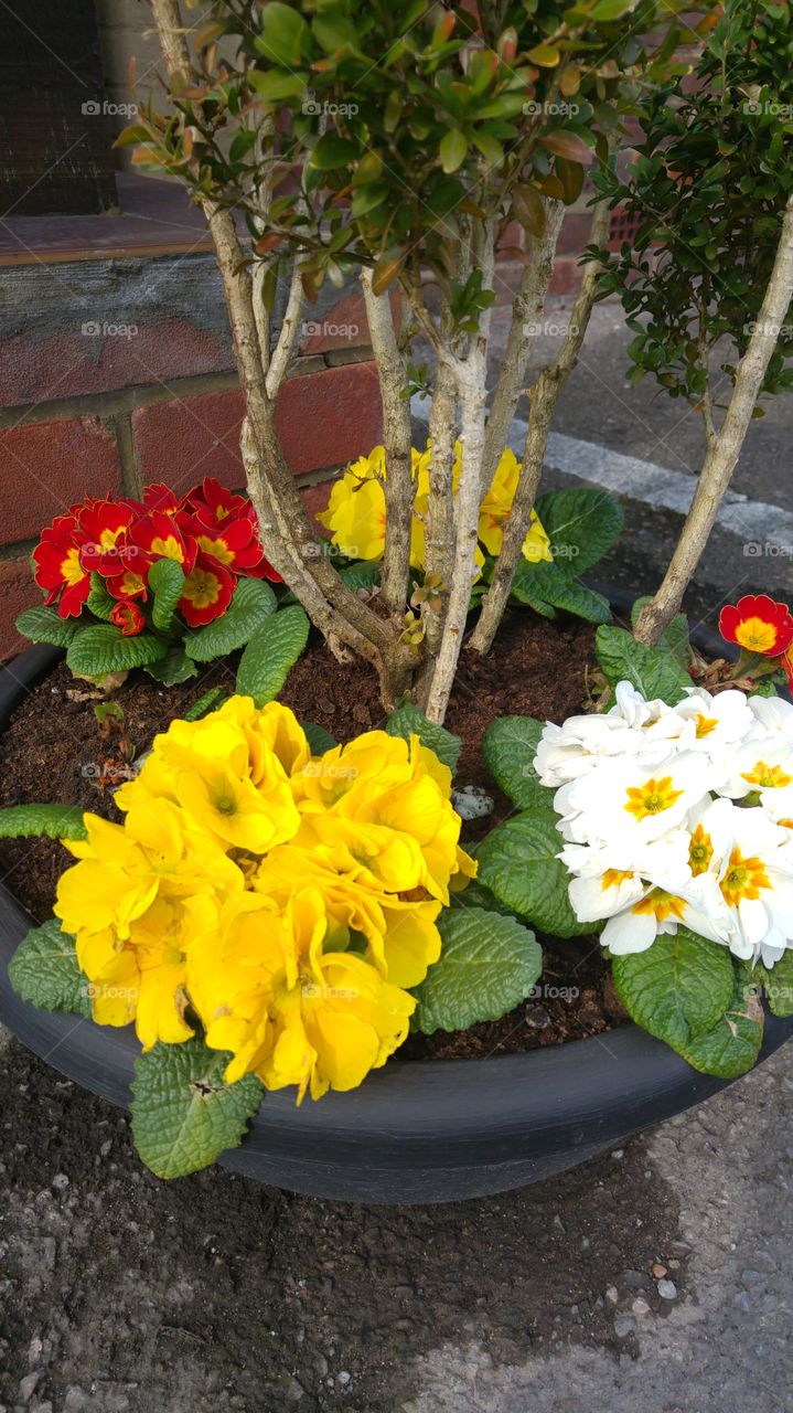 Flowers in ceramic flowerpot