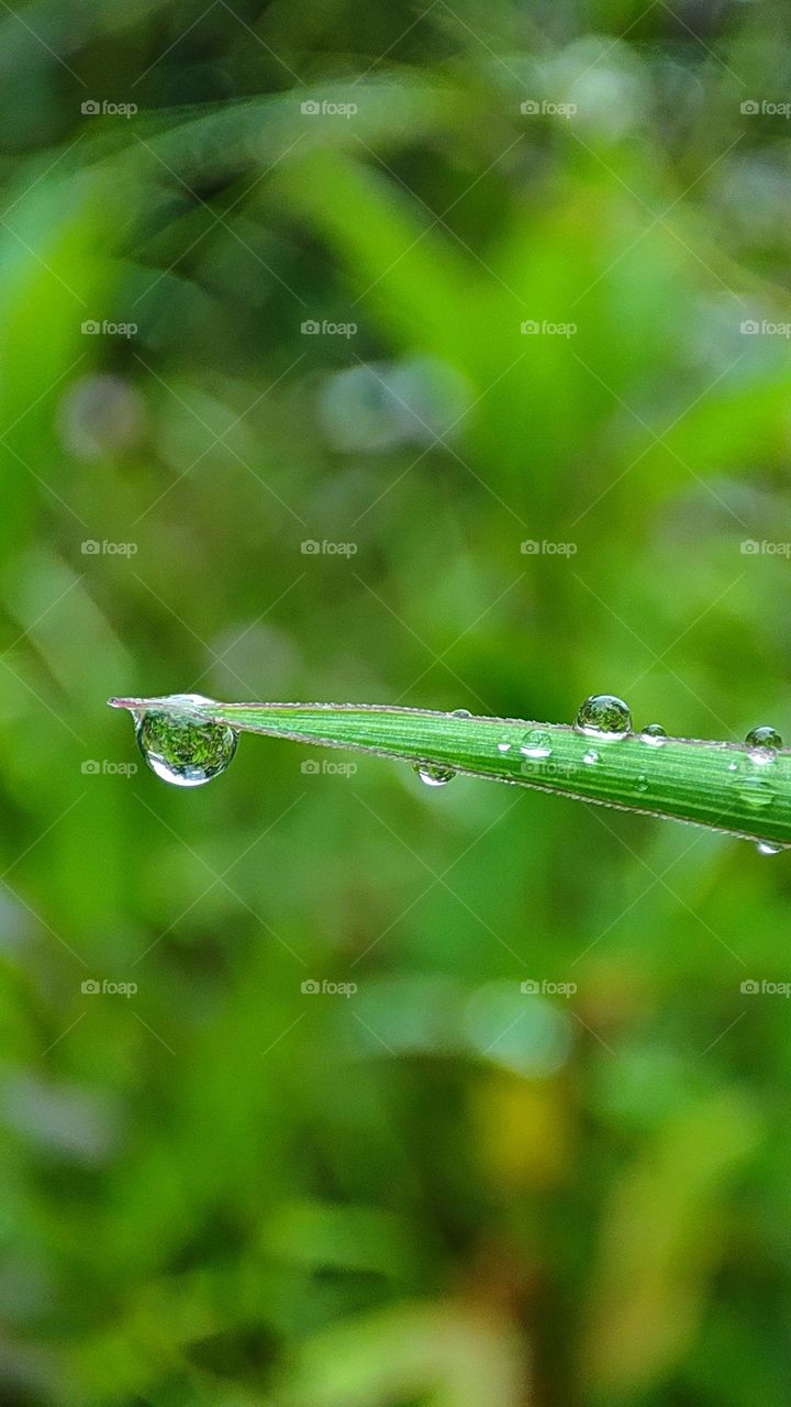 Water drops in a leaf after rain