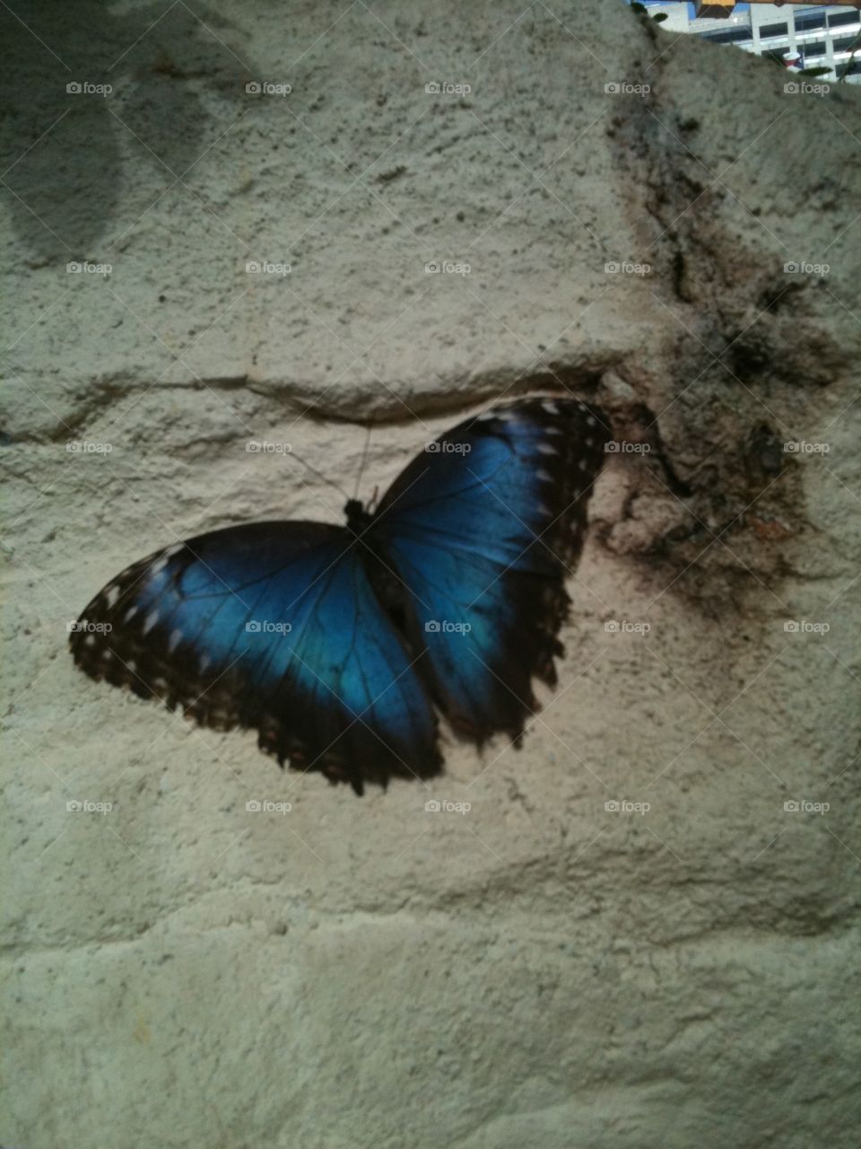 The elusive blue butterfly. Blue butterfly