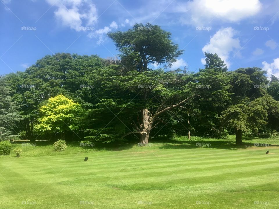 Lush grounds of Brocket Park, Hertfordshire 
