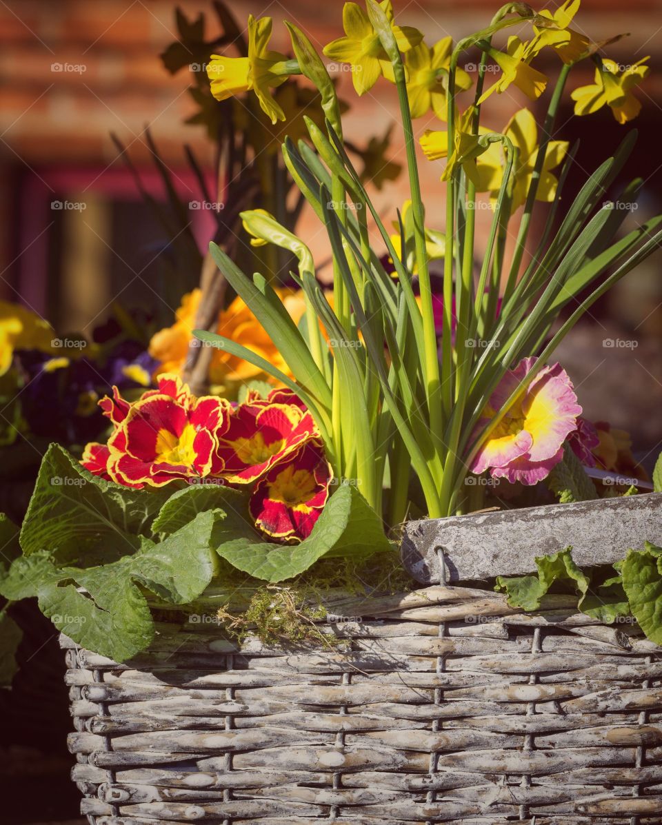 Plants. Garden centre