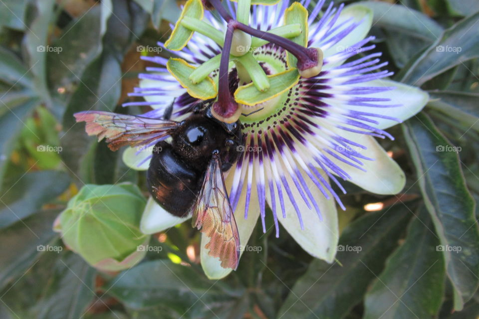 Passion flower with a Bumble bee