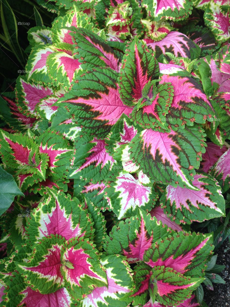 Purple and green leaves 