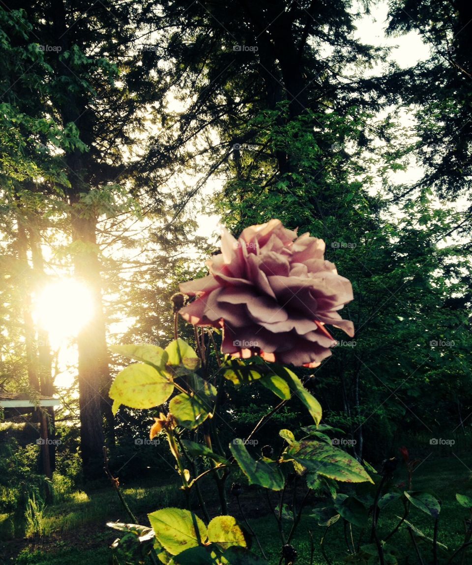 Sun peeking out from behind a rose 
