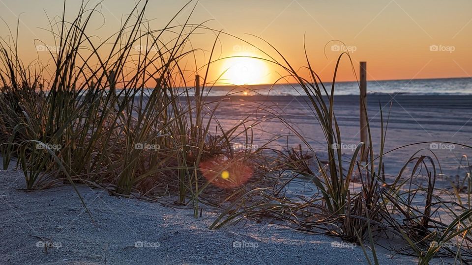Beach Grass