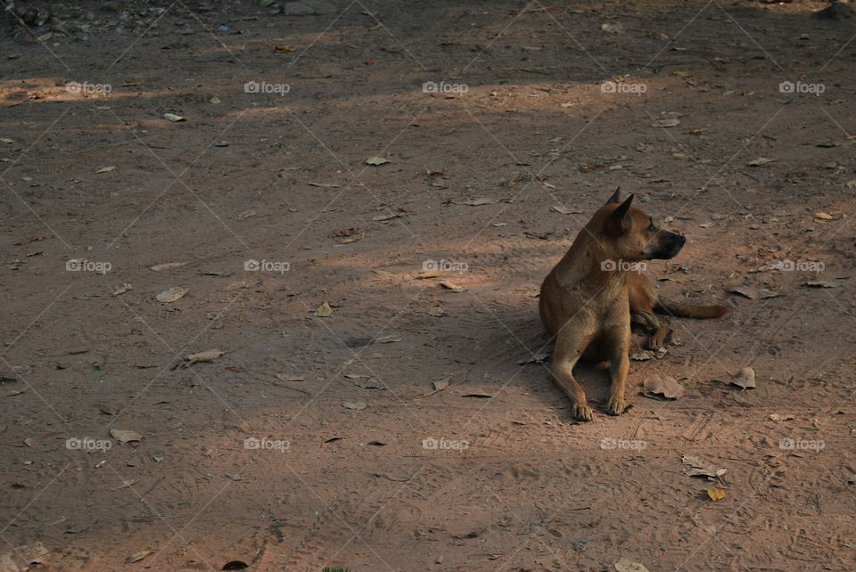 A stray dog, Cambodia