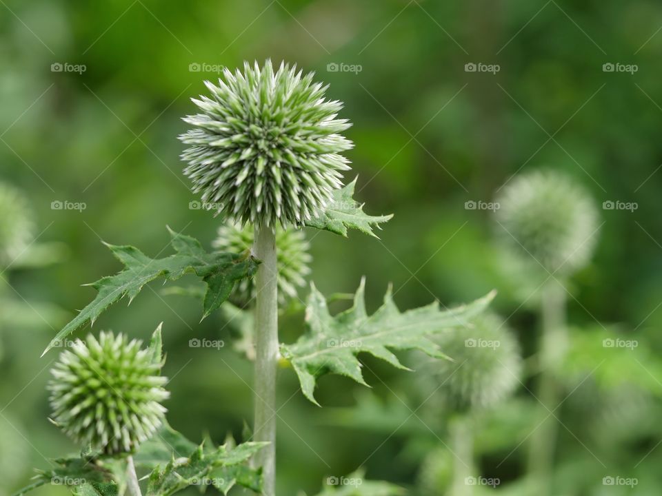 Close up of globe thistle