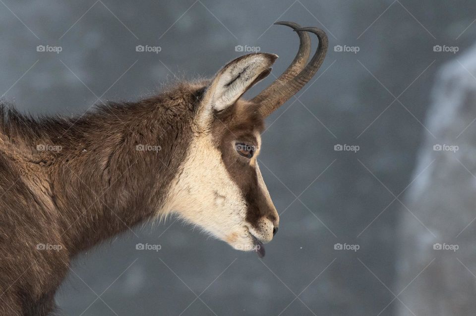 Ibex