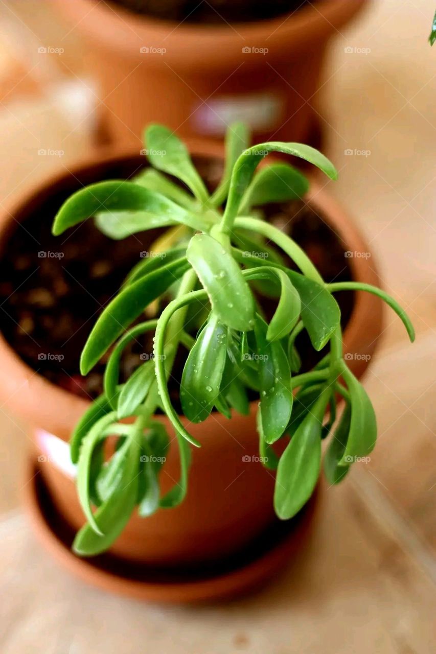 A very beautiful picture, and there is no better picture than it. There is no better picture of green herbs and colorful, red and white roses than it. Glory be to God, the natural and picturesque view, and there is no more