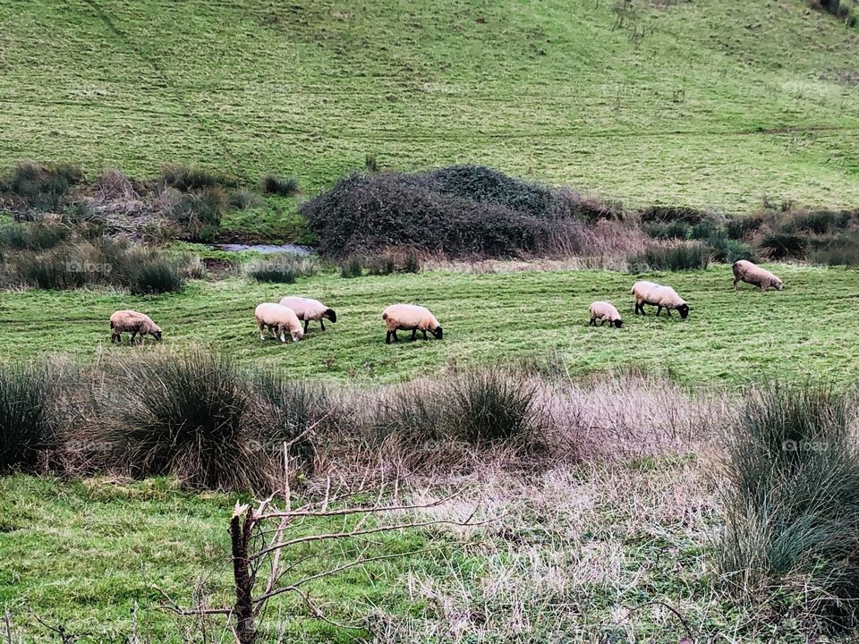 The last of three Devon natural beauties, this one features a farmers trade sheep.