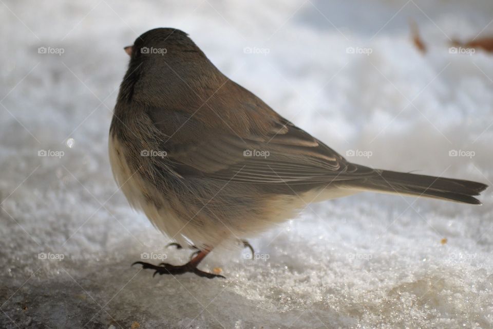 dark eyed junco